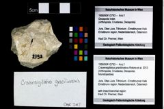 Foto (Objekt + Etikett) von Cracensigillatus gracilirostrus (Robins et al., 2013)  (NHMW-GEO-1990-0041-2793)